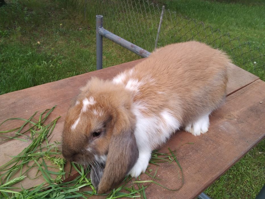 Młode samiczki 6cio kilowe isamczyk 5cio kg