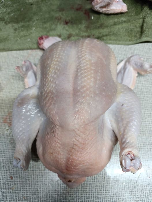 Kurczak, kurczaki,brojlery chów ekologiczny