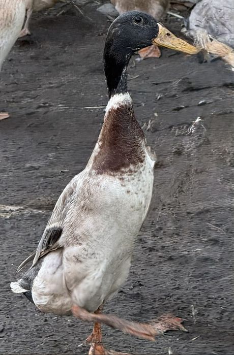 Sprzedam lub zamienie kaczorka biegusa