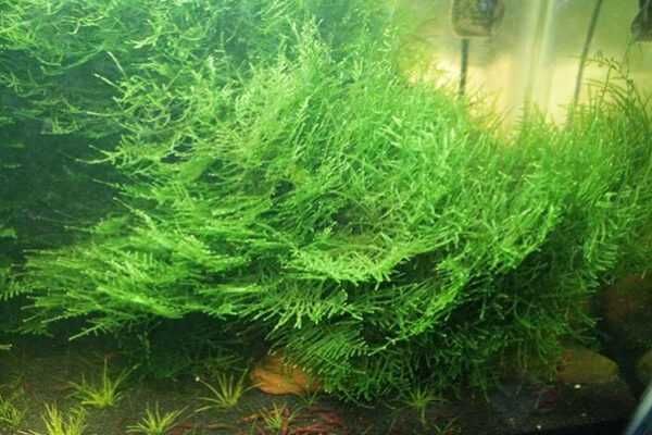 Musgo de Java - OPORTUNIDADE