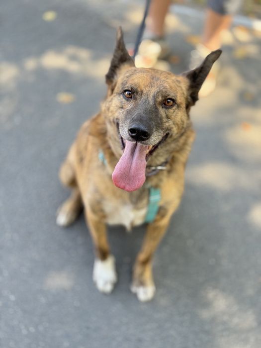 Собака для квартири