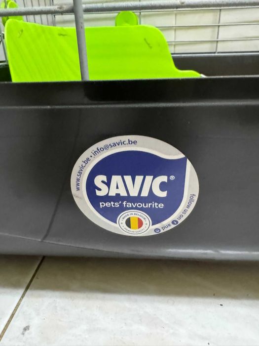 coelho anão netherland dwarf