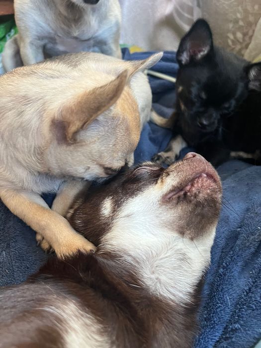 Песики в люблячу родину