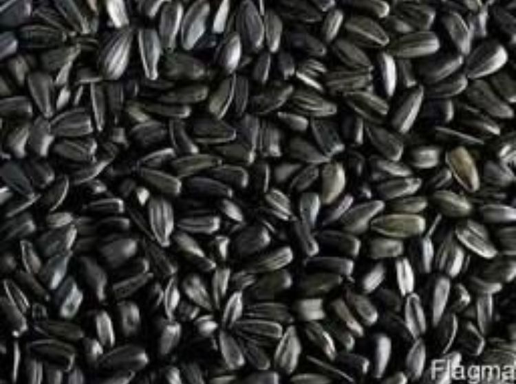 Переробка олійних культур