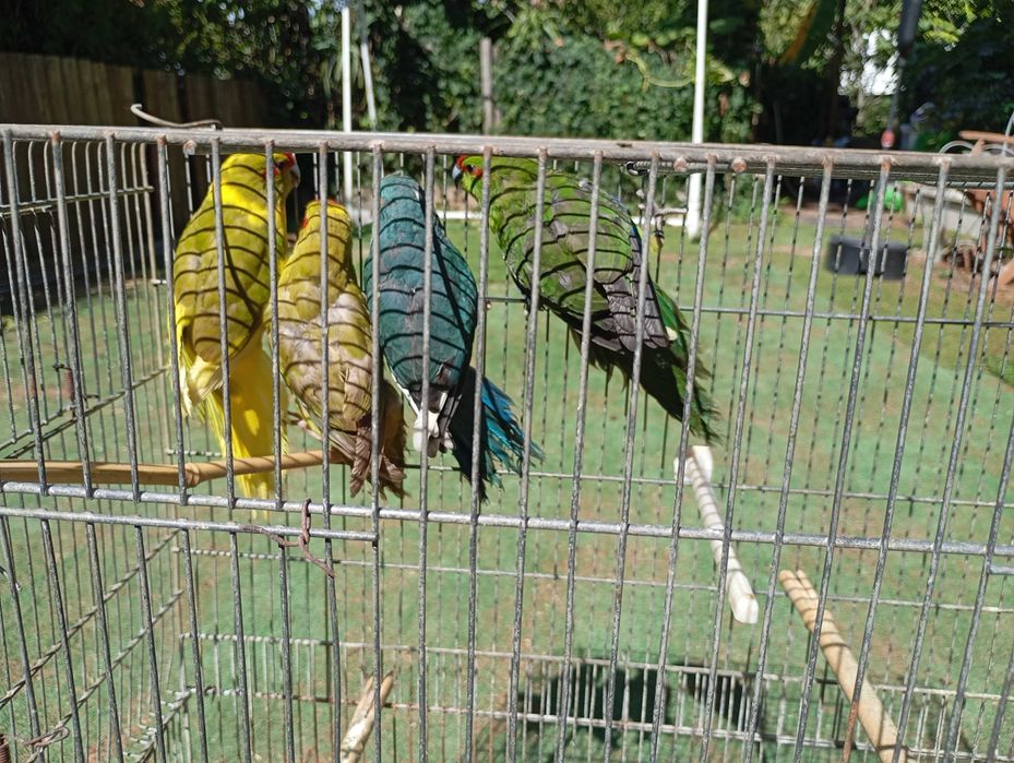 Kakarikis fêmeas