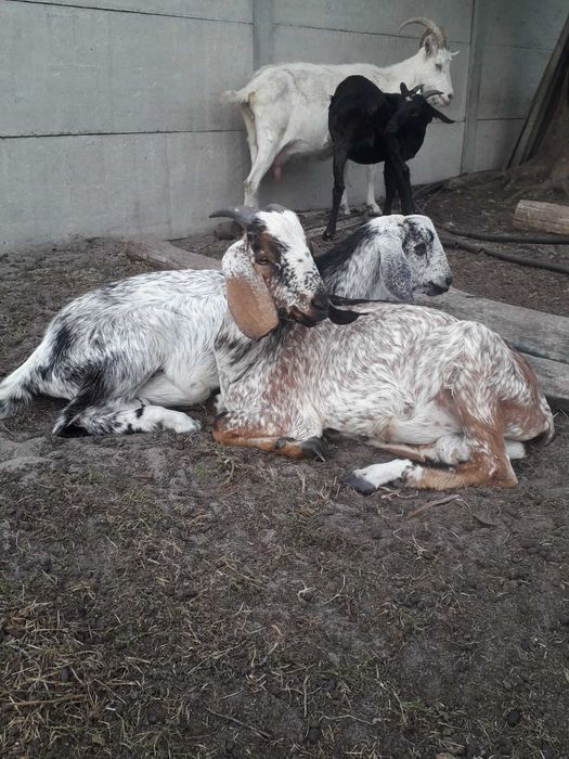 ПРОДАЖ ЦАПІВ  Англо - Нубійської породи