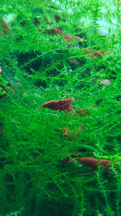 Camarões red cherry