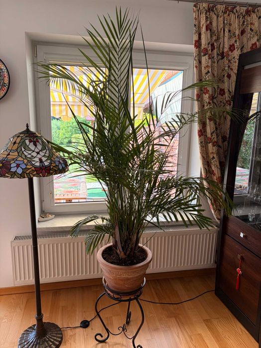 Palma 170cm z ceramiczną doniczką