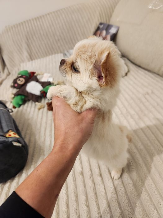 FCI/ZKwP Chihuahua kremowa długowłosa Unikatowa ***Nana***