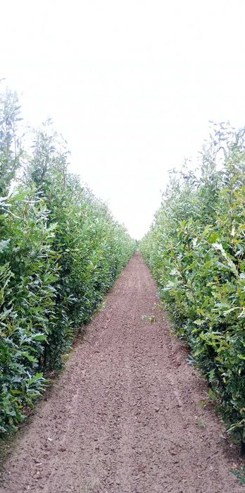 Dąb kolumnowy 'Fastigiata'. Szkółka KAZUBOWSKI plant. Drzewa alejowe