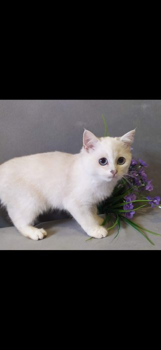 Шиншилла поинт с голубыми глазами