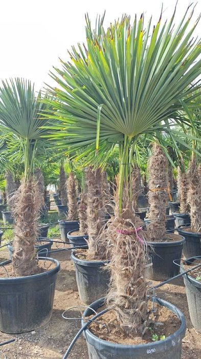 Trachycarpus fortunei plama