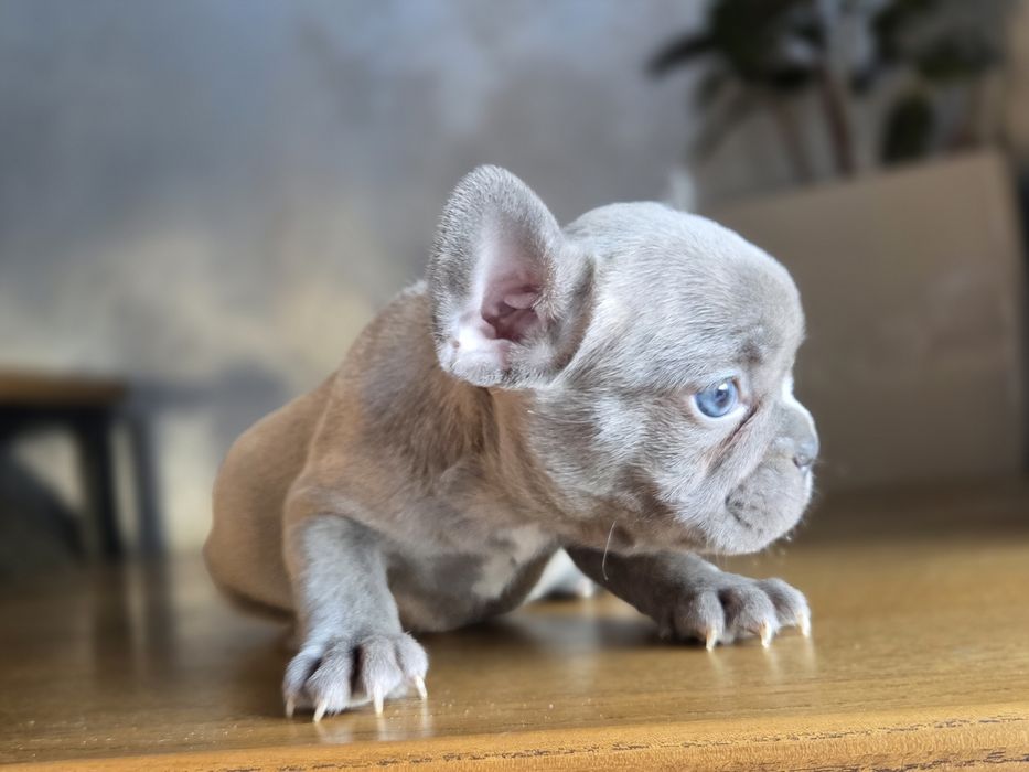 Крутезна мала французький бульдог