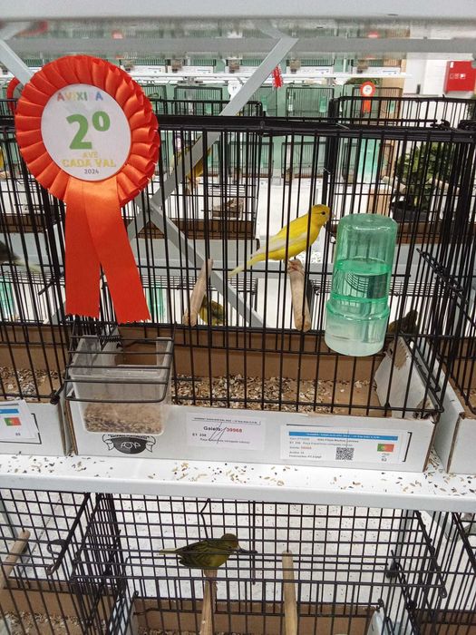 Vendo canários raça espanhola