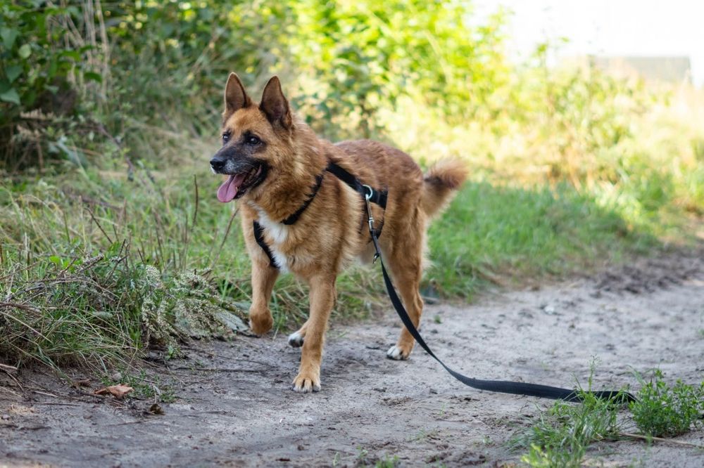 Largo traci wzrok Schronisko Nadzieja Napierki
