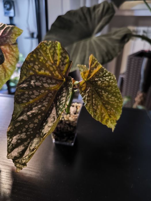 Piękna Begonia Snowcapped