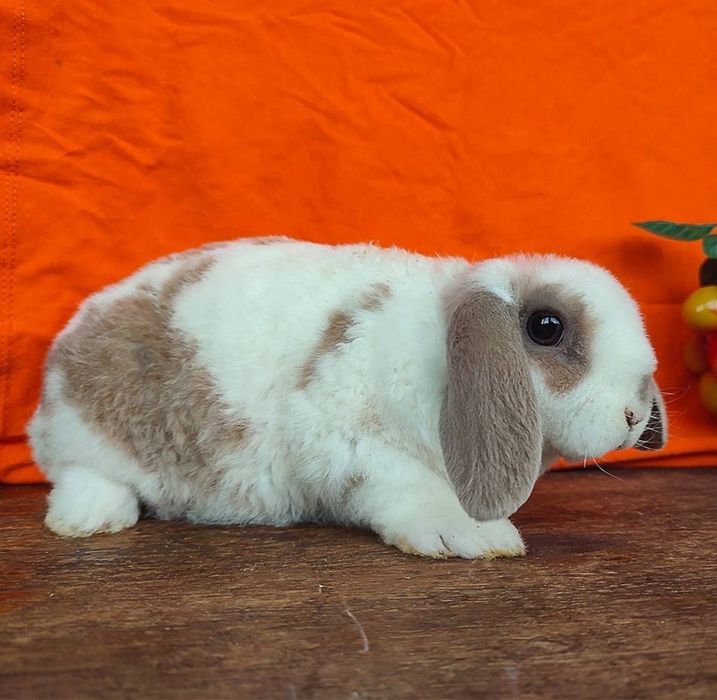 Кучерявый гипоалергенный кролик! Питомник из европы! Чистокровные!