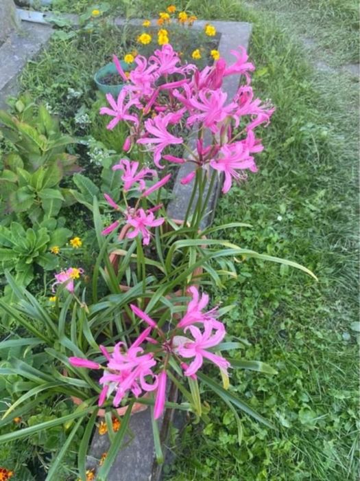 Продам цибулинки неріне