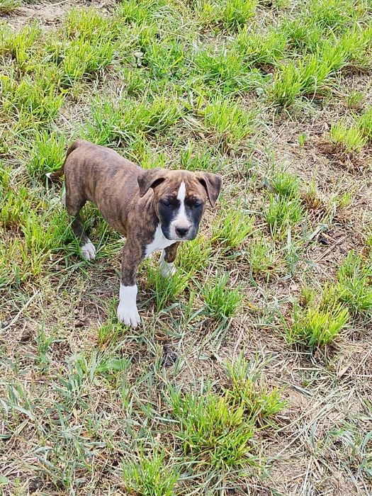 Amstaff szczenię