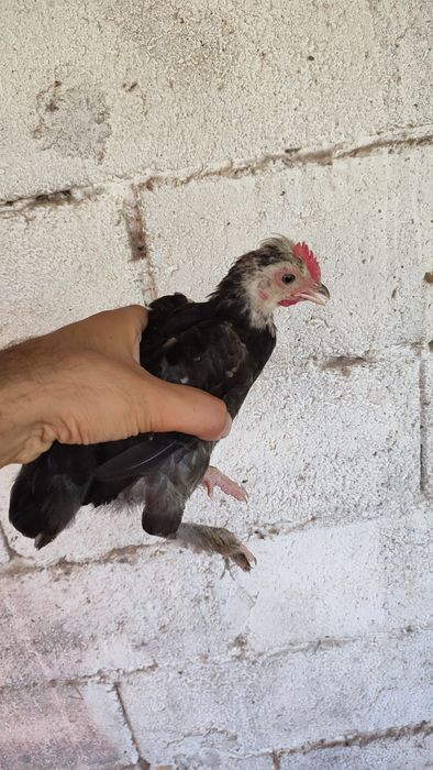 Casal de garnizes novos do campo