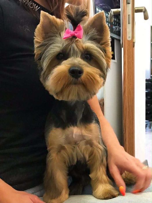 yorkshire suczka terrier rodowód