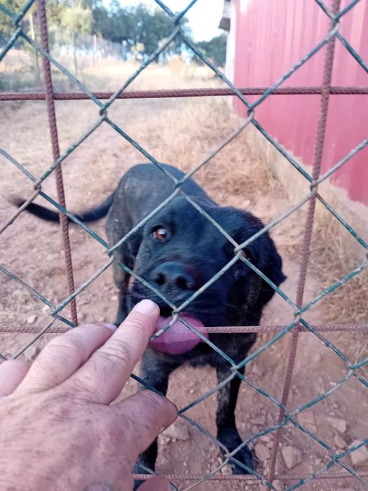 Ofereço cadelela Fila São Miguel...chip e vacinas em dia..
