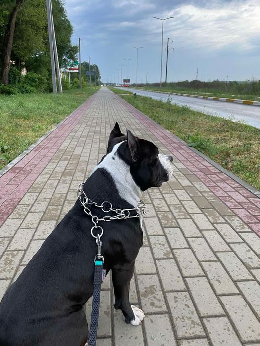 Вʼязка кобеля амстафа