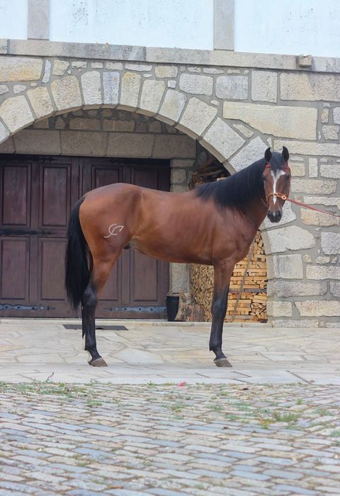 Poldro Luso Warmblood