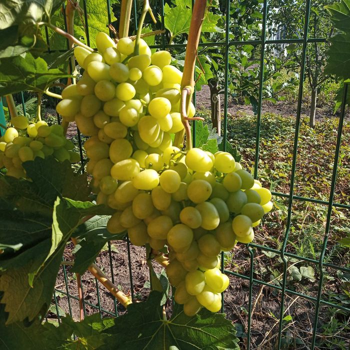 Черенки винограда