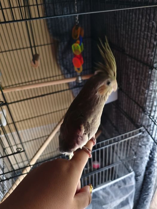 Caturra domesticada