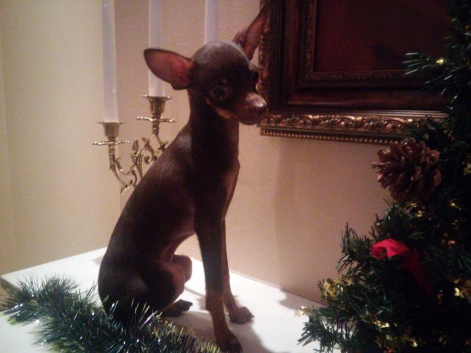 той терьер вязка