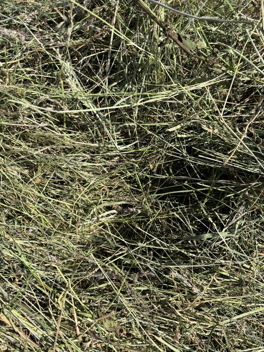 Siano baloty, bele 125cm 2025r