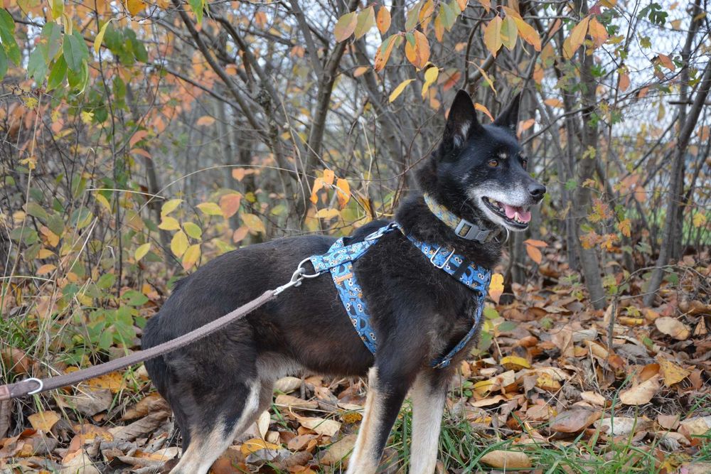 Przepiękna i majestatyczna Larisa szuka domu.