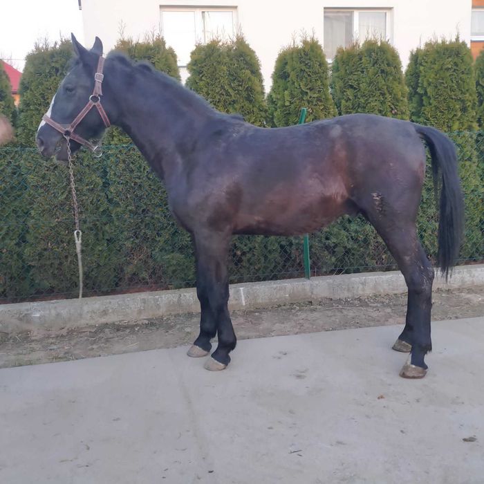 Ogier rasy Śląskiej kary