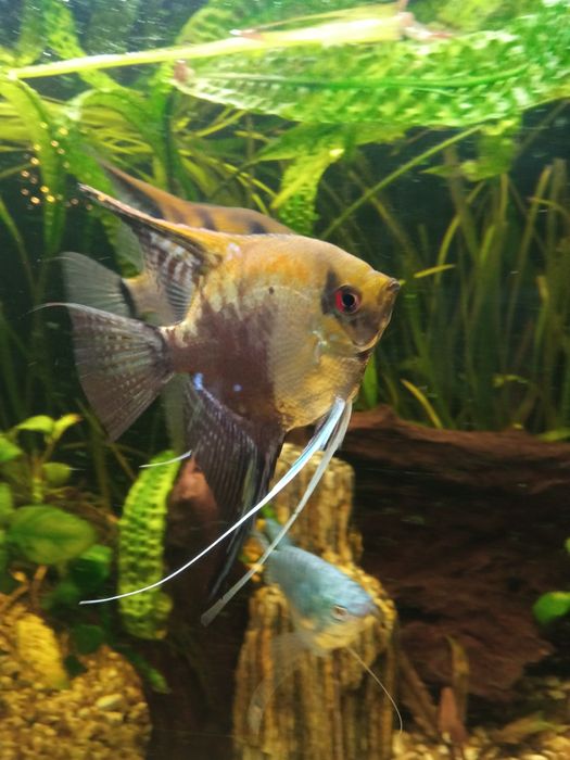 Ryby akwariowe skalary młodo