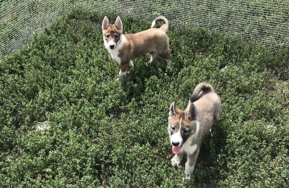 Продаються цуценята ЗСЛ.