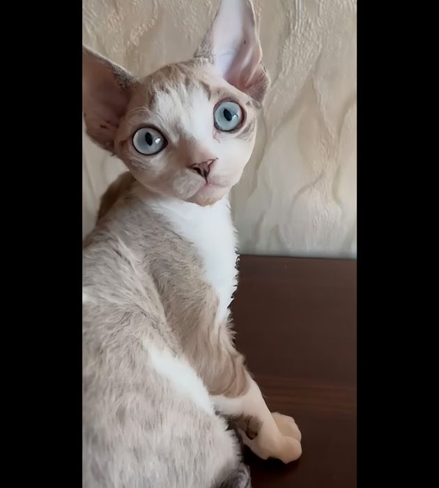 Gatinho  devon rex