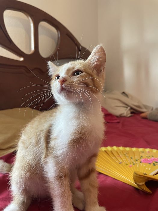 Gata bebe para adopção