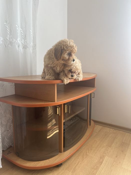 Мальтіпу для ваших діток