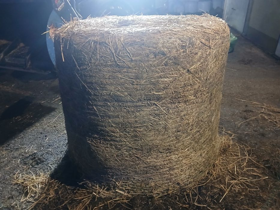 Sprzedam kiszonkę GPS