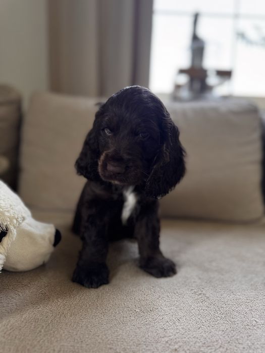 POMELO - Cocker Spaniel Angielski REZERWACJA