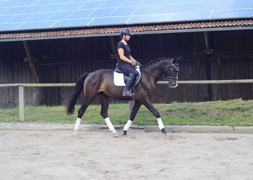 Trening koni | Zajeżdżanie | Praca z młodymi i problematycznymi końmi