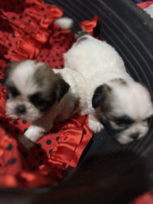 Shi-tzu.excelemte femea