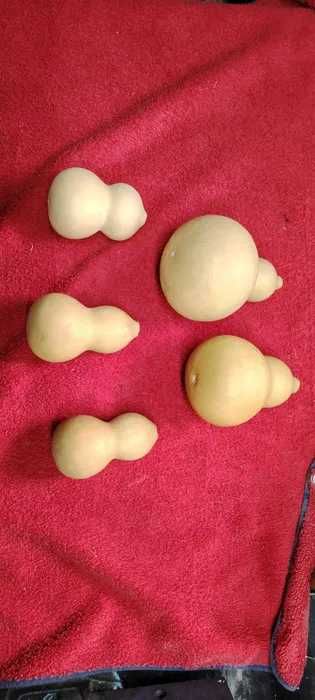 Cabaças por secar e meias secas