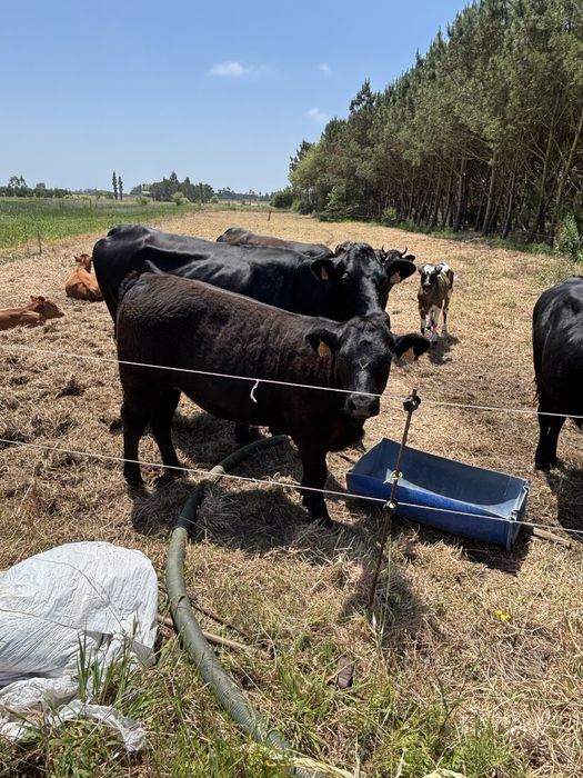 Vende-se Vacas.