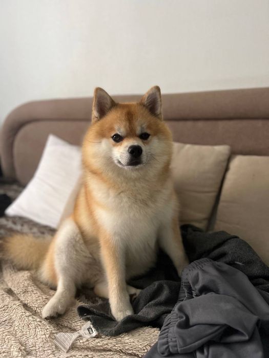 Вязка Помски ( Померанский шпиц / Хаски )