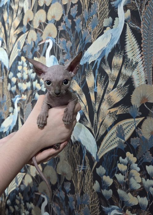 Sfinks Kanadyjski chłopczyk ROMUŚ