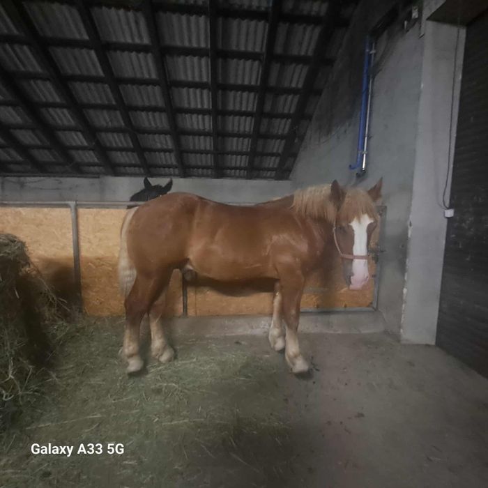 Ogierek zimnokrwisty