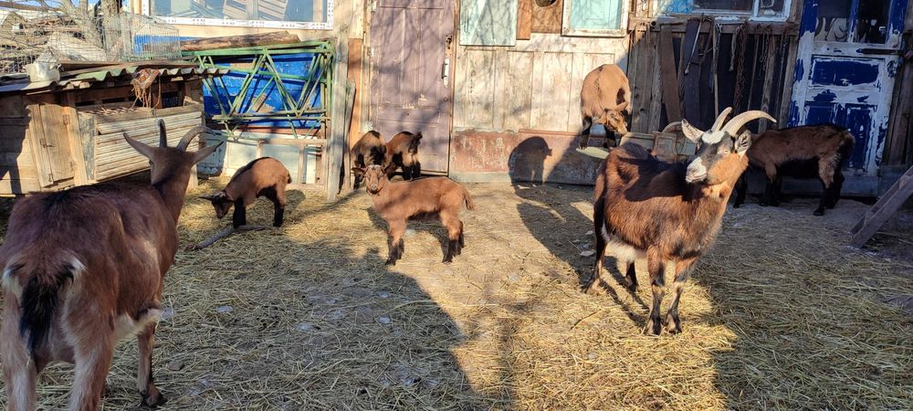 Продаються кози альпійської породи
