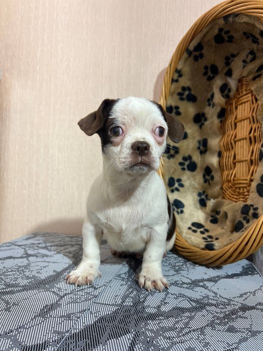 Чихуахуа. Хлопчик. Київ